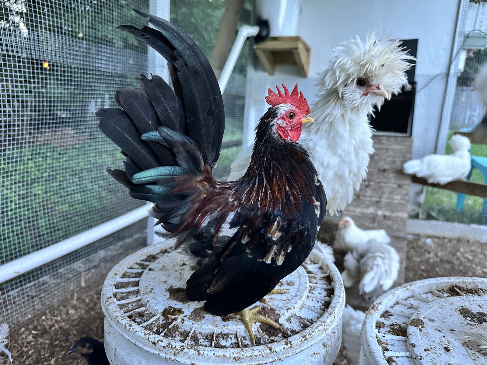 A colorful small rooster and a white crested chicken together at Whispering Roost