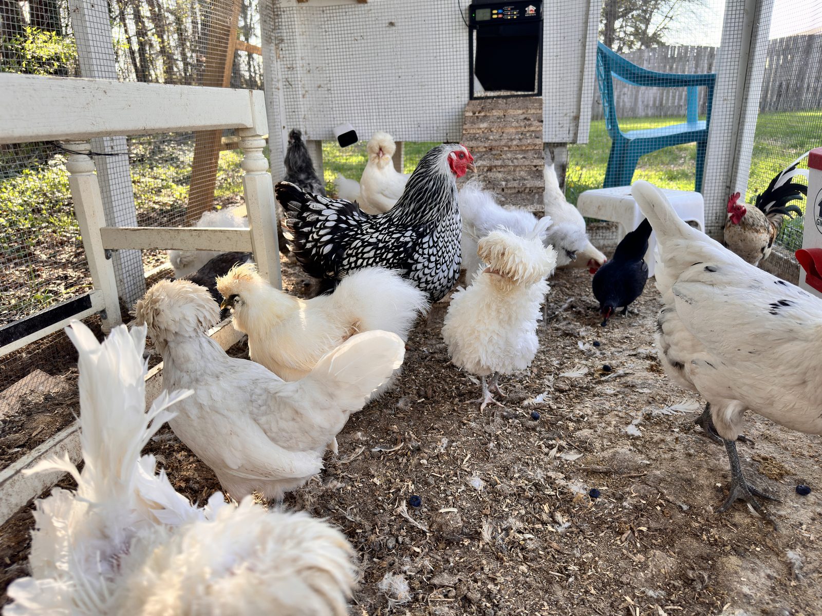 A mixed flock of mature hens, Silkies, crested birds, and small chickens