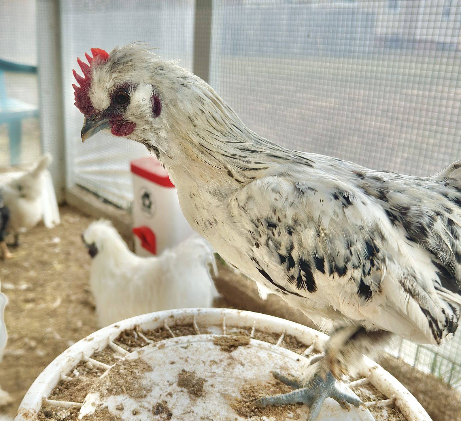 A black-and-white started pullet in the coop